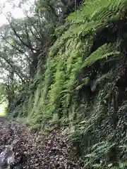 熊野神社の自然