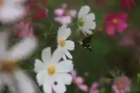 阿久津「田村神社」(郡山市阿久津町)旧社名:伊豆箱根三嶋三社の動物