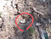 御嶽神社/駒形神社の自然