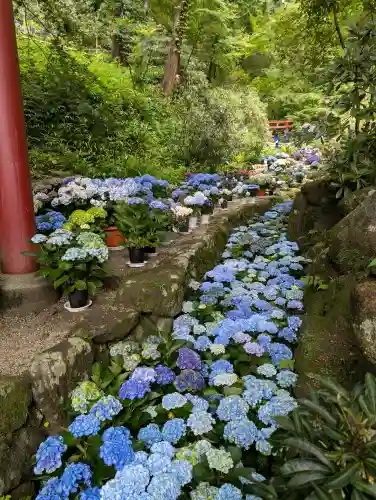 岡寺（龍蓋寺）(奈良県)