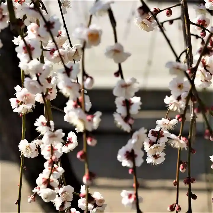 小名浜諏訪神社 ~海の鎮守様~の自然