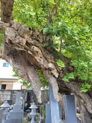 高照寺(千葉県)