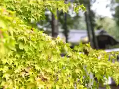 武田神社の自然