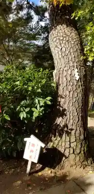 松先稲荷神社の自然