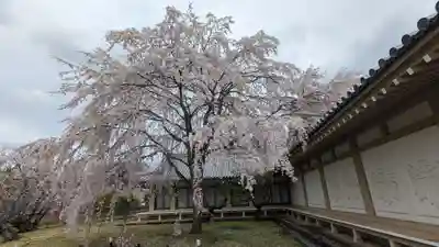 醍醐寺(京都府)