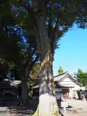 浅間神社の自然