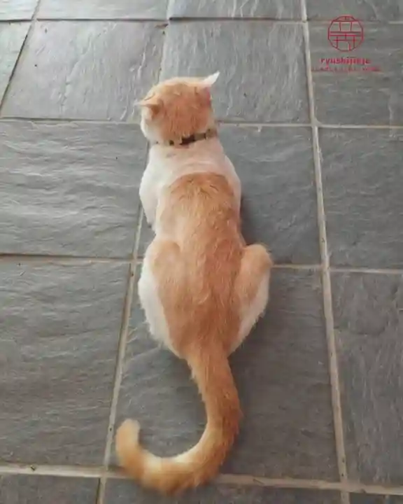 立志神社(滋賀県)