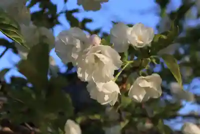 諏訪神社の自然