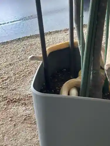 岩国白蛇神社の{uncategorized: "未分類", other: "その他", undefined: "問題あり", building: "その他建物", grave: "お墓", sacred_gate: "鳥居", guardian: "狛犬", statue: "像", buddha: "仏像", history: "歴史", nature: "自然", garden: "庭園", animal: "動物", pagoda: "塔", temizu: "手水舎", mountain_gate: "山門・神門", sanctuary: "本殿・本堂", subordinate: "末社・摂社", art: "芸術", scenery: "景色", jizo: "地蔵", ema: "絵馬", goshuin: "御朱印", omikuji: "おみくじ", items: "授与品その他", amulet: "お守り", goshuincho: "御朱印帳", eats: "食事", festival: "お祭り", votive_dance: "神楽", shichigosan: "七五三参", wedding: "結婚式", experience: "体験その他", initially: "初詣", around: "周辺", anti_infection: "感染症対策"}