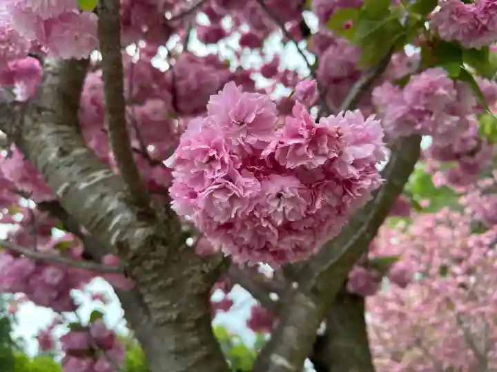 霧島神宮(鹿児島県)