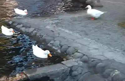 平塚八幡宮(神奈川県)