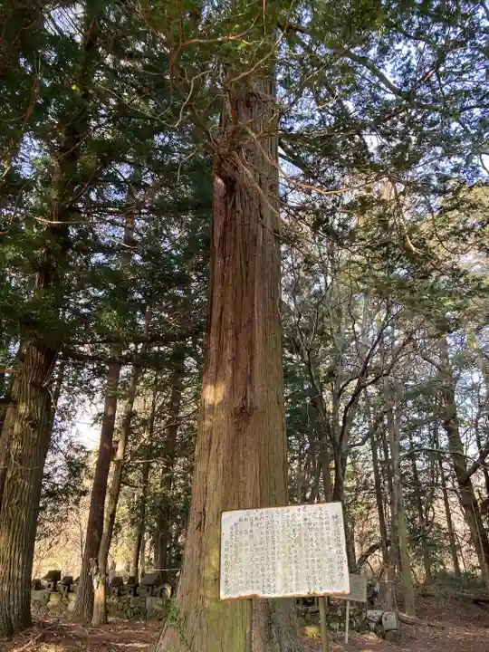 巨麻神社の自然