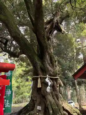 大杉神社 境内社 勝馬神社の{uncategorized: "未分類", other: "その他", undefined: "問題あり", building: "その他建物", grave: "お墓", sacred_gate: "鳥居", guardian: "狛犬", statue: "像", buddha: "仏像", history: "歴史", nature: "自然", garden: "庭園", animal: "動物", pagoda: "塔", temizu: "手水舎", mountain_gate: "山門・神門", sanctuary: "本殿・本堂", subordinate: "末社・摂社", art: "芸術", scenery: "景色", jizo: "地蔵", ema: "絵馬", goshuin: "御朱印", omikuji: "おみくじ", items: "授与品その他", amulet: "お守り", goshuincho: "御朱印帳", eats: "食事", festival: "お祭り", votive_dance: "神楽", shichigosan: "七五三参", wedding: "結婚式", experience: "体験その他", initially: "初詣", around: "周辺", anti_infection: "感染症対策"}
