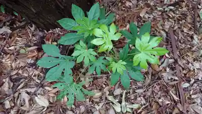 金刀比羅神社（琴平神社）の自然