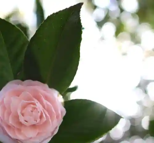 三津厳島神社の自然