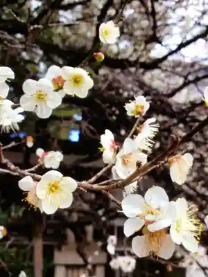 乃木神社(東京都)