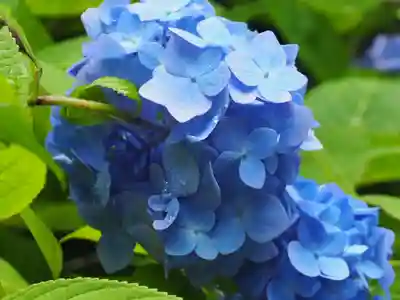 明月院(神奈川県)