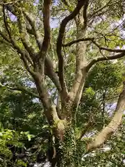 四倉諏訪神社の庭園