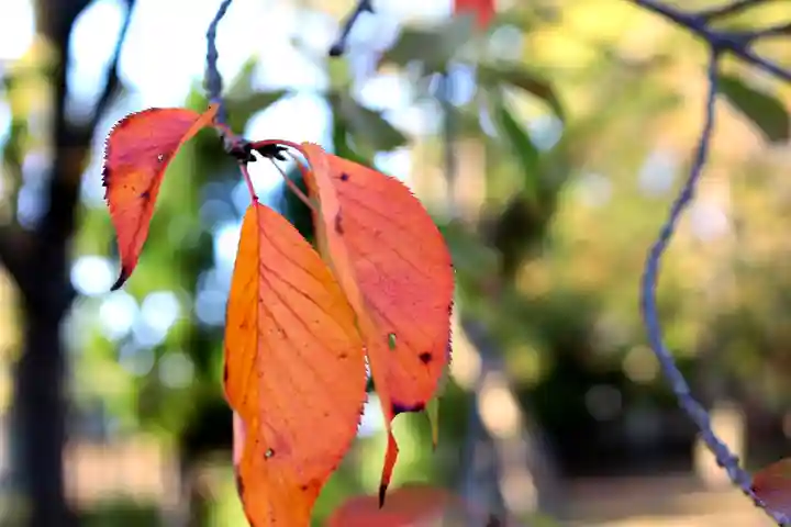 三津厳島神社の自然