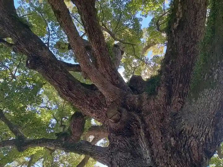 百舌鳥八幡宮(大阪府)