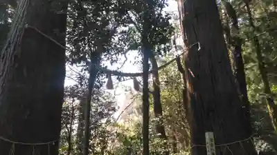 若宮八幡社の自然