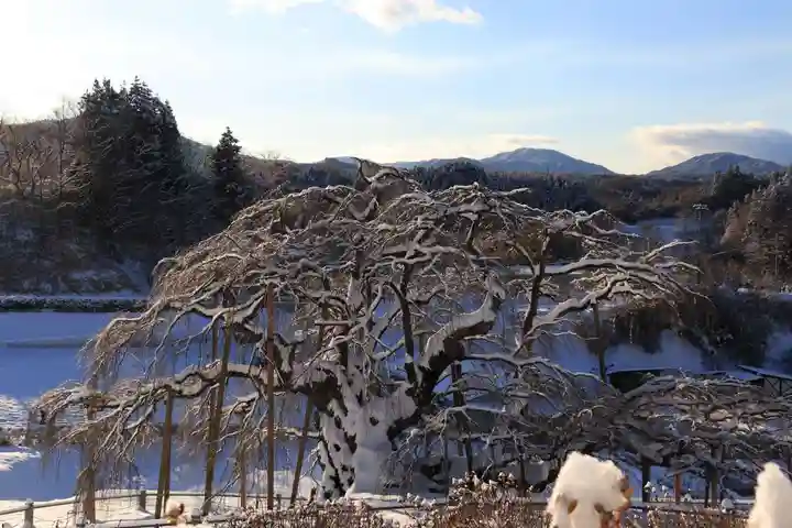 瀧桜神明宮の自然