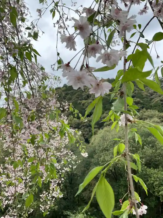 日龍峯寺(高澤観音)(美濃清水)(岐阜県)