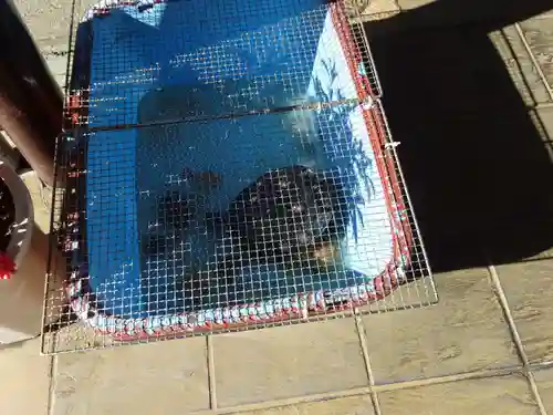 日蓮宗本牧山妙香寺の動物