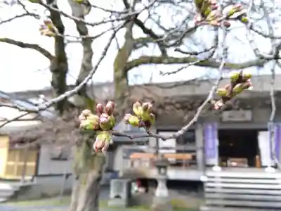 妙経寺(福井県)