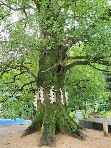 大宝神社の自然