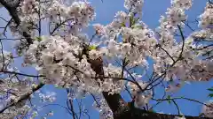 鶴岡八幡宮の自然