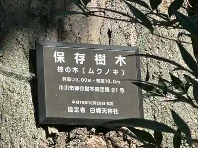 白幡天神社(千葉県)