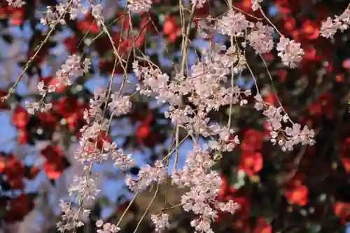 貝山薬師堂の自然