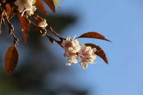 鹿島大神宮の庭園