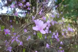 海龍王寺(奈良県)(2025年04月11日(金) 09時41分32秒投稿)