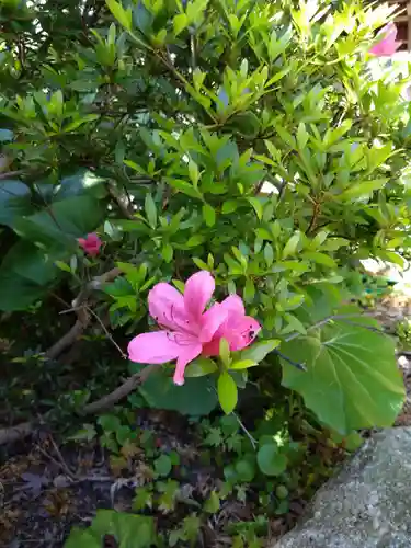 紅葉八幡宮の自然