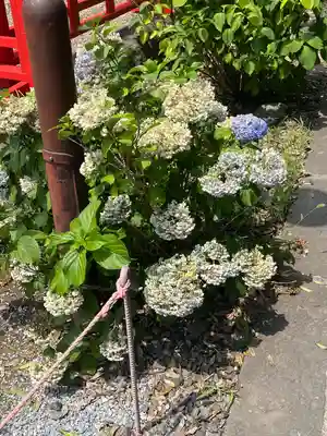 朝日氷川神社(埼玉県)