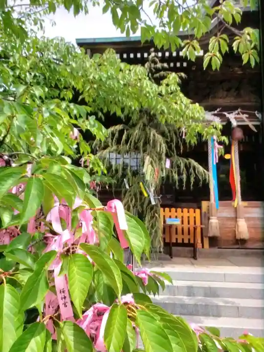 桜神宮(東京都)