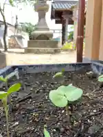 總社 和田八幡宮(福井県)