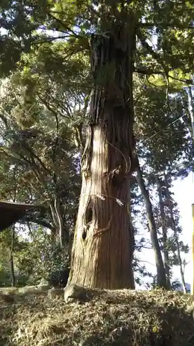 鹿島神社の自然