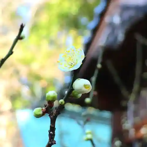 三津厳島神社の自然