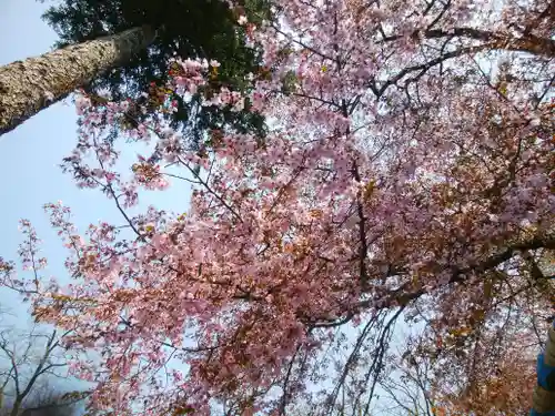 公園八幡宮の自然