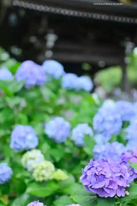 妙楽寺(神奈川県)