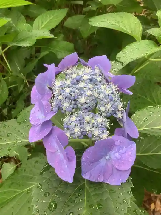 清洲山王宮 日吉神社の自然