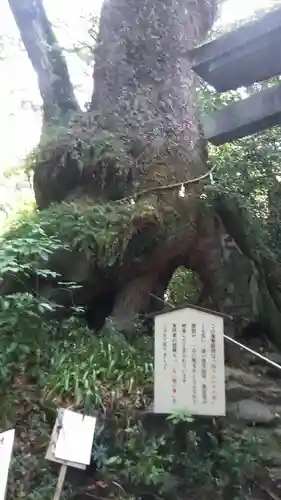 東霧島神社の自然