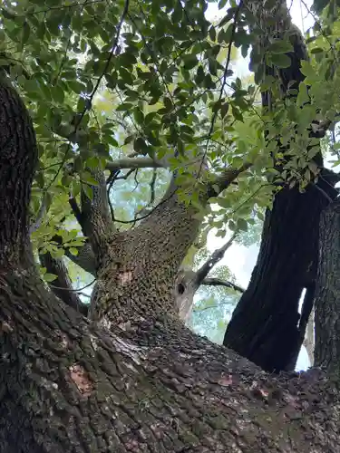 若一神社(京都府)
