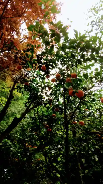 畑子安神社の自然