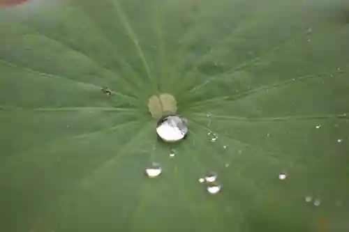下総国三山　二宮神社の自然