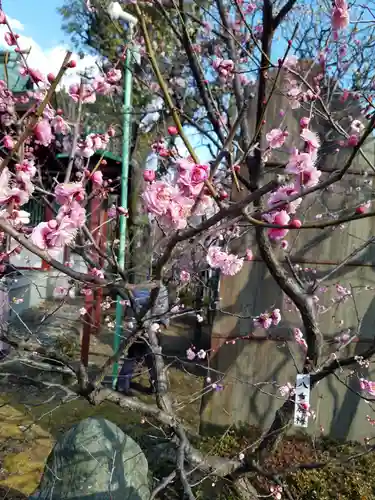 亀戸天神社の自然