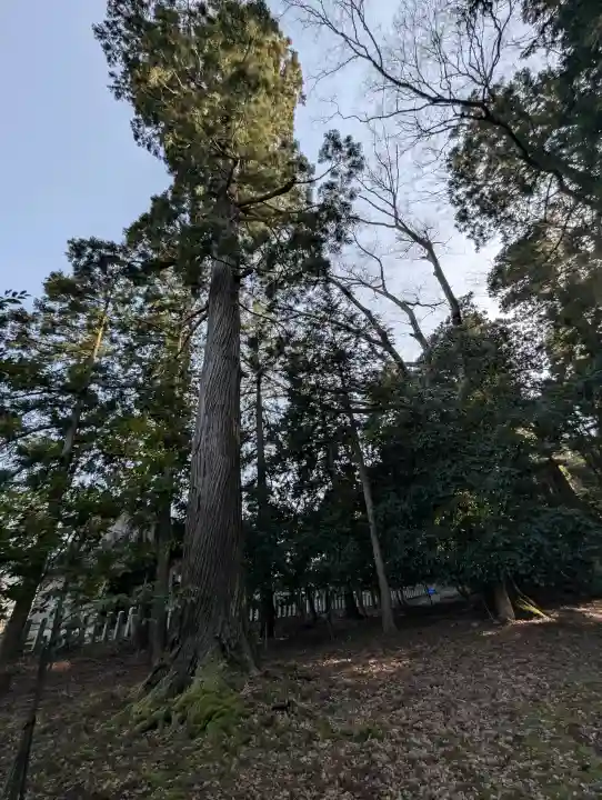 若狭彦神社(上社)の{uncategorized: "未分類", other: "その他", undefined: "問題あり", building: "その他建物", grave: "お墓", sacred_gate: "鳥居", guardian: "狛犬", statue: "像", buddha: "仏像", history: "歴史", nature: "自然", garden: "庭園", animal: "動物", pagoda: "塔", temizu: "手水舎", mountain_gate: "山門・神門", sanctuary: "本殿・本堂", subordinate: "末社・摂社", art: "芸術", scenery: "景色", jizo: "地蔵", ema: "絵馬", goshuin: "御朱印", omikuji: "おみくじ", items: "授与品その他", amulet: "お守り", goshuincho: "御朱印帳", eats: "食事", festival: "お祭り", votive_dance: "神楽", shichigosan: "七五三参", wedding: "結婚式", experience: "体験その他", initially: "初詣", around: "周辺", anti_infection: "感染症対策"}